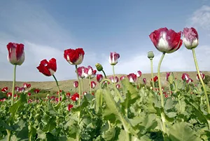 Poppy flowers are seen in full bloom in a field in the eastern province of Jalalabad Poppy flowers are seen in full bloom in a field in the eastern province of Jalalabad