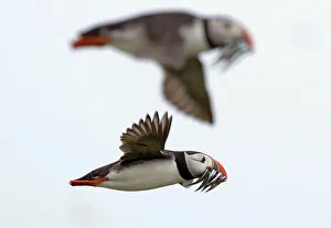 Puffins carry sand eels for their young as they fly above the Farne Islands off the Puffins carry sand eels for their young as they fly above the Farne Islands off the