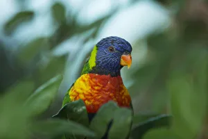 A rainbow Lorikeet is seen in its enclosure at the Biblical Zoo in Jerusalem A rainbow Lorikeet is seen in its enclosure at the Biblical Zoo in Jerusalem