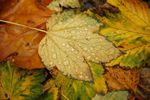 Raindrops collect on fallen leaves on an autumnal day in central London Raindrops collect on fallen leaves on an autumnal day in central London