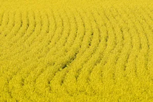 A rapeseed field is pictured in the Swiss countryside near Aubonne A rapeseed field is pictured in the Swiss countryside near Aubonne