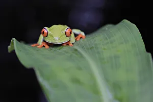 A red-eyed tree frog is seen at the Montibell wildlife reserve A red-eyed tree frog is seen at the Montibell wildlife reserve