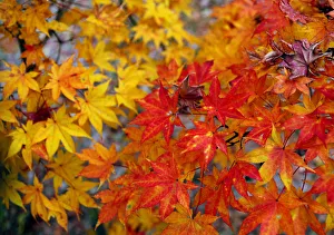 RED AND GOLDEN JAPANESE MAPLE LEAVES COLOUR AUTUMN COUNTRYSIDE IN TSUMAGOI, JAPAN RED AND GOLDEN JAPANESE MAPLE LEAVES COLOUR AUTUMN COUNTRYSIDE IN TSUMAGOI, JAPAN