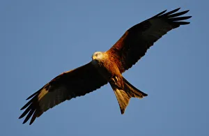 A red kite flys over the Chiltern Hills in southern England A red kite flys over the Chiltern Hills in southern England