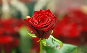 A red rose is displayed on a stall at New Covent Garden Market a day before Valentines Day A red rose is displayed on a stall at New Covent Garden Market a day before Valentines Day