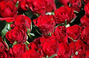 Red roses are for sale during International Womens Day in Belgrade Red roses are for sale during International Womens Day in Belgrade