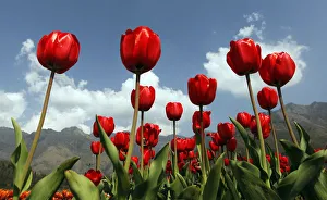 Red tulips are seen in full bloom inside Kashmirs tulip garden during Baisakhi festival Red tulips are seen in full bloom inside Kashmirs tulip garden during Baisakhi festival