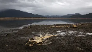 Remains of salmon left by feeding eagles scatter the shore of the Fraser River in Remains of salmon left by feeding eagles scatter the shore of the Fraser River in