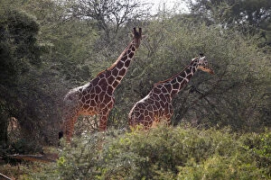 Images Dated 7th January 2018: Reticulated giraffes graze at the Mpala Research Centre in Laikipia County