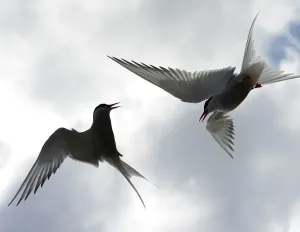 Print of Arctic terns in flight above the Farne Islands