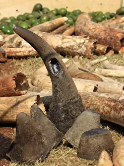 A rhino horn previously fitted with a radio transmitter is seen among elephant tusks A rhino horn previously fitted with a radio transmitter is seen among elephant tusks
