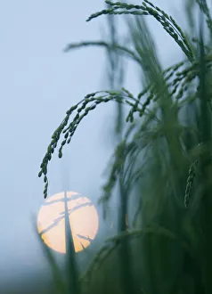 Rice flowers are seen on a paddy field in Tay Mo village, outside Hanoi Rice flowers are seen on a paddy field in Tay Mo village, outside Hanoi