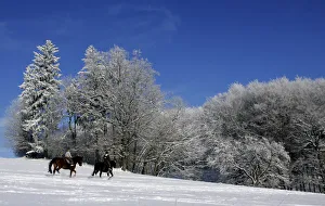 Riders on their horses cross a snow covered meadow near the Odenwald village of Knoden Riders on their horses cross a snow covered meadow near the Odenwald village of Knoden