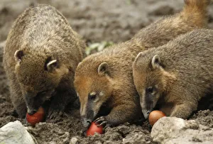 Ring-tailed coatis eat Easter eggs in the Zagreb Zoo Ring-tailed coatis eat Easter eggs in the Zagreb Zoo