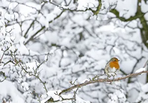 A robin perches on a snow covered tree in Boroughbridge, northern England A robin perches on a snow covered tree in Boroughbridge, northern England