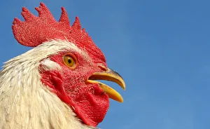 A rooster is seen at a roadside shop in Allahabad A rooster is seen at a roadside shop in Allahabad