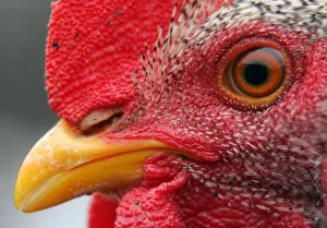 Rooster is seen in village near Bucharest Rooster is seen in village near Bucharest