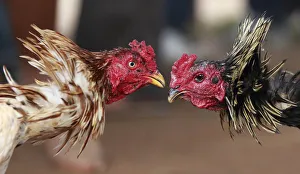 Roosters participate in a traditional Malagasy cockfighting contest in Ambohimangakely Roosters participate in a traditional Malagasy cockfighting contest in Ambohimangakely