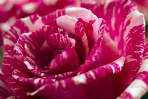The detail of a rose is pictured at Nevados plantation in Latacunga The detail of a rose is pictured at Nevados plantation in Latacunga