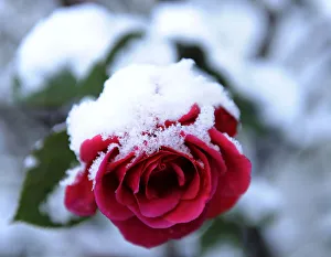 A rose is seen covered in snow in Moulin, Perthshire, Scotland A rose is seen covered in snow in Moulin, Perthshire, Scotland