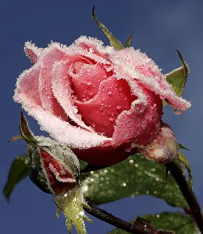 A rose stands covered with early morning frost in a garden in Austria A rose stands covered with early morning frost in a garden in Austria