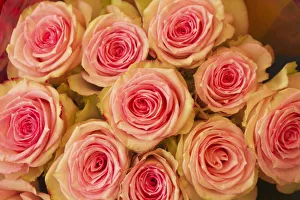 Roses are pictured at Nevados plantation in Latacunga Roses are pictured at Nevados plantation in Latacunga