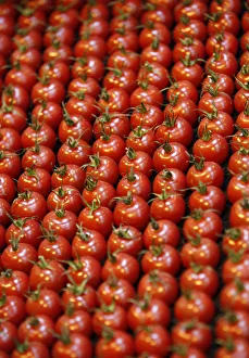 Rows of tomatoes are seen at the Gardeners World show in Birmingham Rows of tomatoes are seen at the Gardeners World show in Birmingham