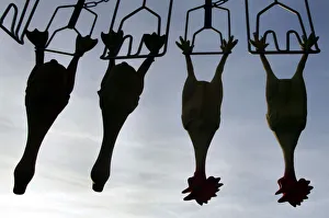 Rubber chickens hang in a mobile poultry culling machine during its first presentation Rubber chickens hang in a mobile poultry culling machine during its first presentation