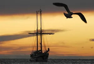 A sailing boat arrives during sunset at Trieste harbour A sailing boat arrives during sunset at Trieste harbour
