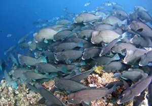 A school of bumphead parrotfish grazes over a reef at Barracuda Point off the Malaysian A school of bumphead parrotfish grazes over a reef at Barracuda Point off the Malaysian