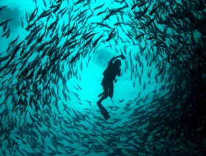 A scuba diver swims in the midle of a school of Jet fish at a diving site near the A scuba diver swims in the midle of a school of Jet fish at a diving site near the