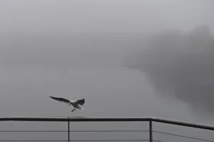 A seabird lands on a railing in heavy fog at the Titanic quarter in Belfast A seabird lands on a railing in heavy fog at the Titanic quarter in Belfast