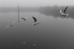 Seabirds fly through heavy fog at the Titanic docks in Belfast Seabirds fly through heavy fog at the Titanic docks in Belfast