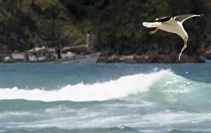 A seagull flies with food on Geriba beach in Buzios A seagull flies with food on Geriba beach in Buzios