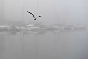 Ireland Collection: A seagull flies past boats moored at the Titanic quarter in heavy fog in Belfast