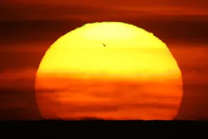 A seagull flies past during sunset at Hossegor on the southwest coast of France A seagull flies past during sunset at Hossegor on the southwest coast of France