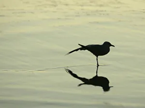 A seagull stretches on the shoreline at Manly Beach in the pre-dawn on the first day A seagull stretches on the shoreline at Manly Beach in the pre-dawn on the first day