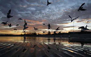 Seagulls are seen silhouetted against the sunset at the seaside suburb of Altona in Seagulls are seen silhouetted against the sunset at the seaside suburb of Altona in
