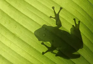 The shadow of a frog is seen on a banana leaf at a garden in Kuala Lumpur The shadow of a frog is seen on a banana leaf at a garden in Kuala Lumpur