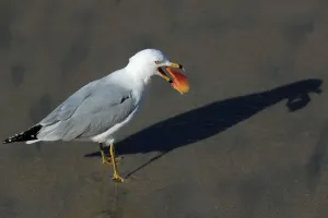 Beach Bird Photography Prints: A seagull casts a shadow on the sand as it eats something it found on the sand
