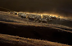 Sheep grazing on a field are seen at the Crete Senesi (Siennese clays) area near Sheep grazing on a field are seen at the Crete Senesi (Siennese clays) area near