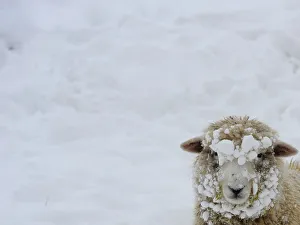 A sheep is seen covered in snow in a field near Middleham A sheep is seen covered in snow in a field near Middleham
