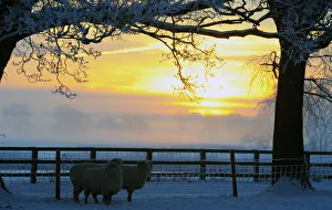Sheep stand in a snow covered field in Burton Grange Sheep stand in a snow covered field in Burton Grange