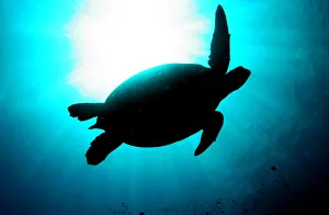 A silhouetted giant green turtle swims underwater at a diving site near the island A silhouetted giant green turtle swims underwater at a diving site near the island