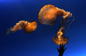 Silhouetted hand of a young visitor is seen against a jellyfish exhibition at the Silhouetted hand of a young visitor is seen against a jellyfish exhibition at the
