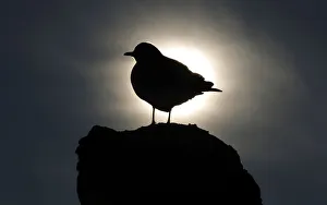 A silhouetted seagull stands on top of a statue at the Royal Lazienki Park in Warsaw A silhouetted seagull stands on top of a statue at the Royal Lazienki Park in Warsaw