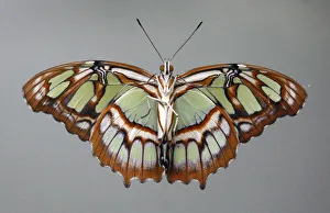 A Siproeta stelenes butterfly is seen at the Santillana del Mar Zoo in Spain A Siproeta stelenes butterfly is seen at the Santillana del Mar Zoo in Spain