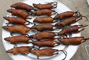Slaughtered rats are displayed for sale at the market of Canh Nau village, west of Hanoi Slaughtered rats are displayed for sale at the market of Canh Nau village, west of Hanoi