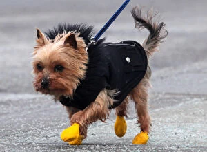 Images Dated 29th December 2017: A small dog wears boots and a coat during frigid weather on Parliament Hill in Ottawa