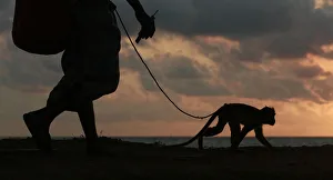 A snake charmer holds the leash to a performing monkey, as they walk in Galle A snake charmer holds the leash to a performing monkey, as they walk in Galle